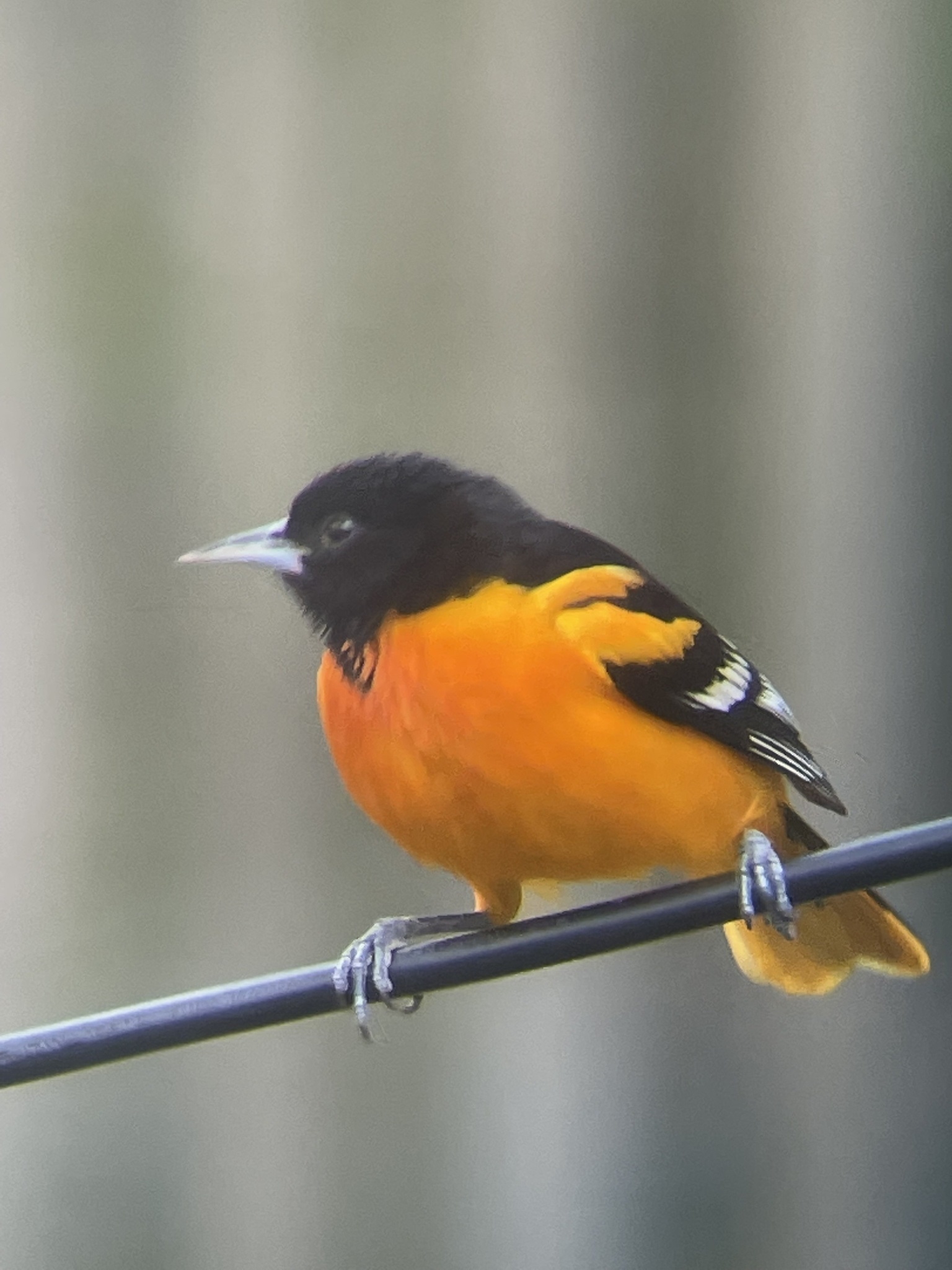 Icterus galbula①Baltimore Oriole②mstaffelbach③CC⑤114377001b