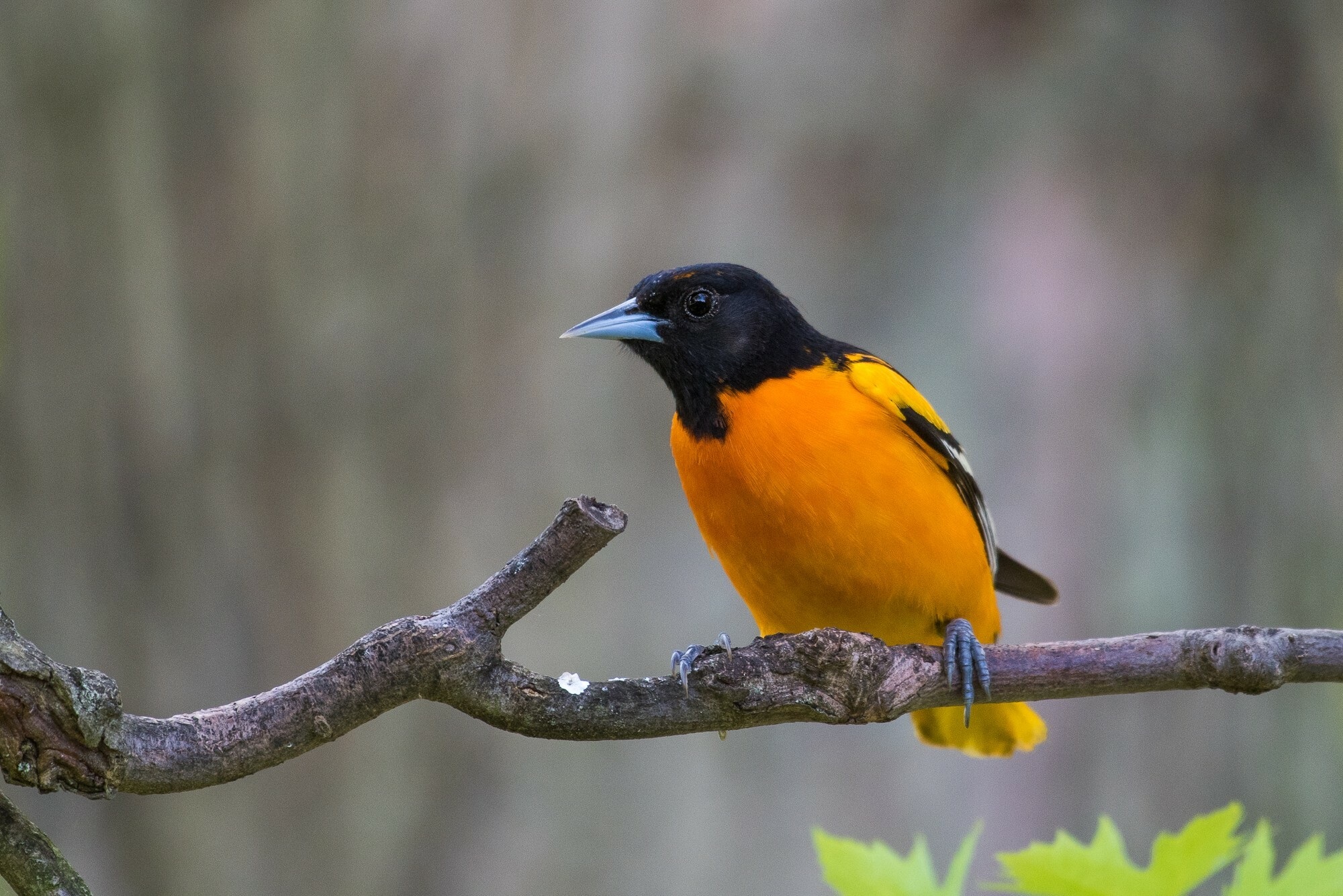 Icterus galbula①Baltimore Oriole②rawcomposition③CC⑤193289562