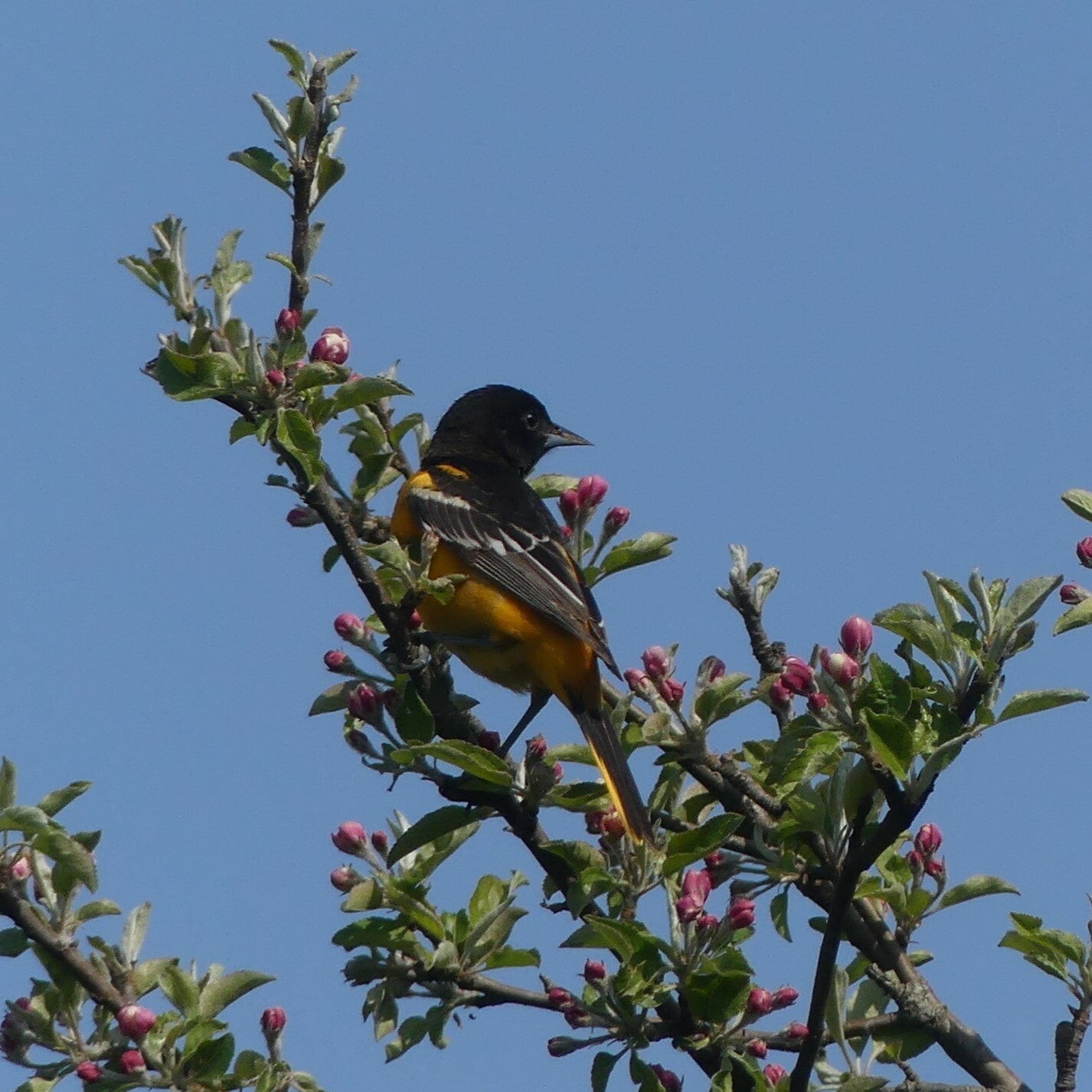 Icterus galbula①Baltimore Oriole②sylviascharf③BY⑤167749204