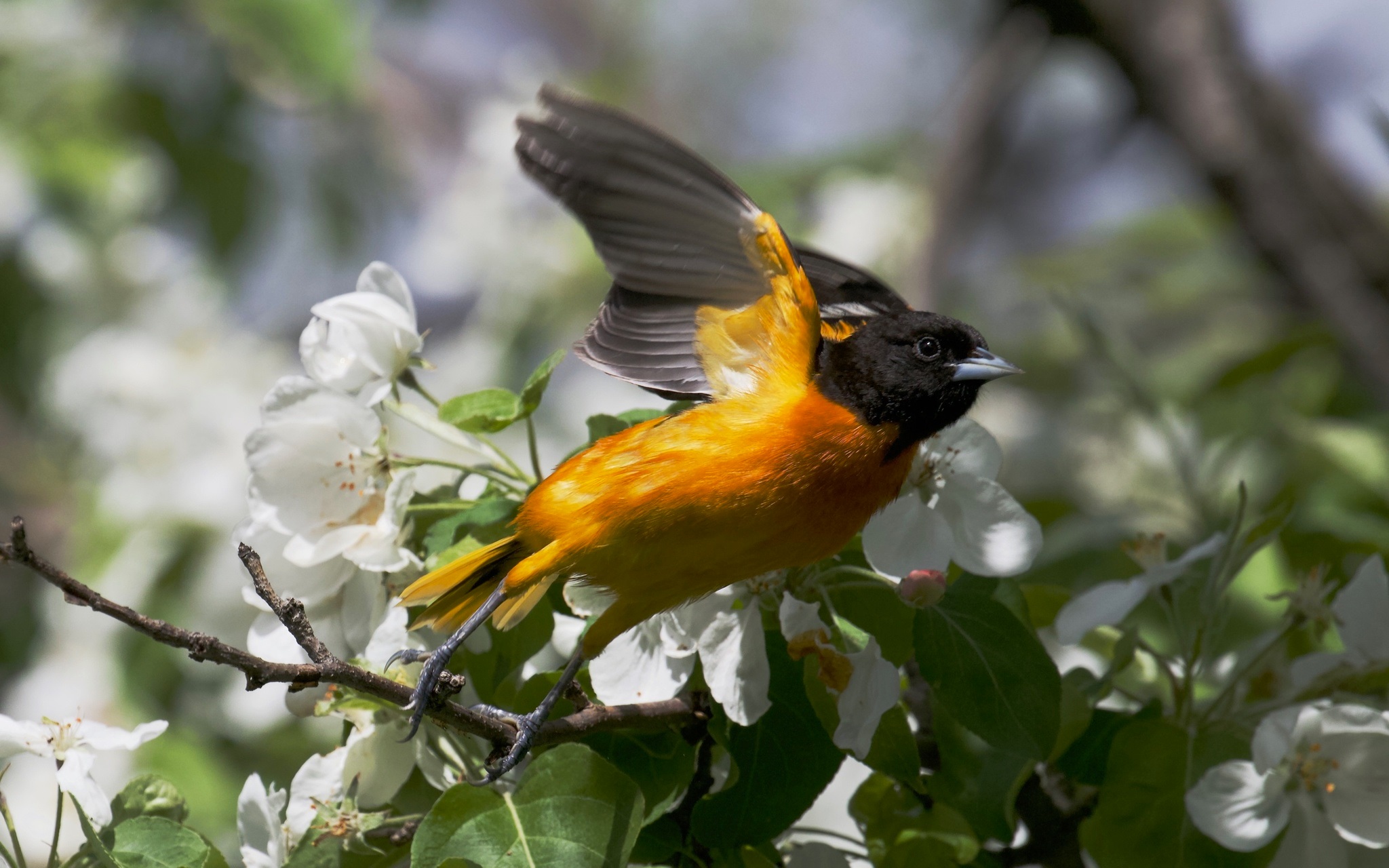 Icterus galbula①Baltimore Oriole②wfpetrie③BY⑤120963879