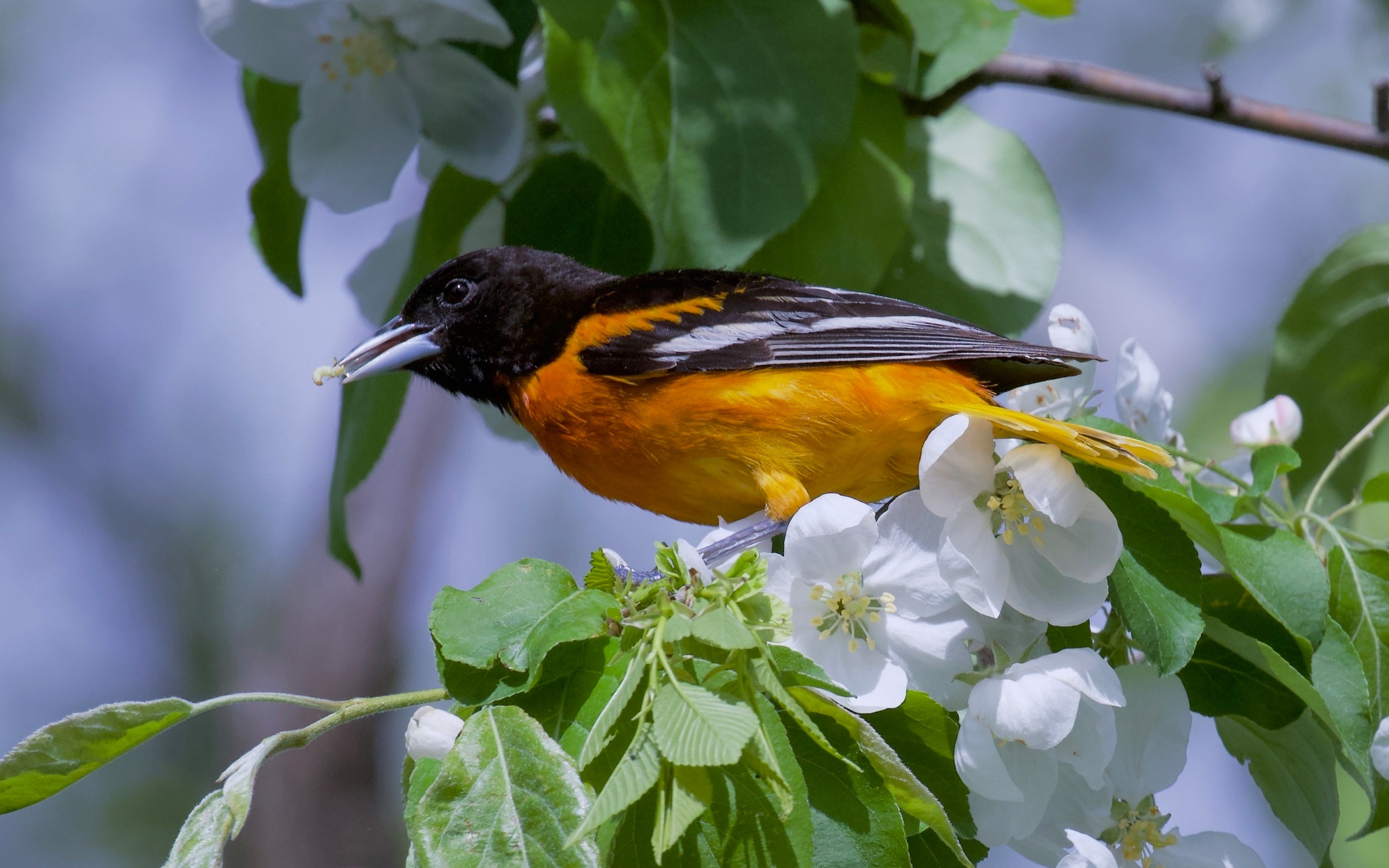 Icterus galbula①Baltimore Oriole②wfpetrie③BY⑤120963879b