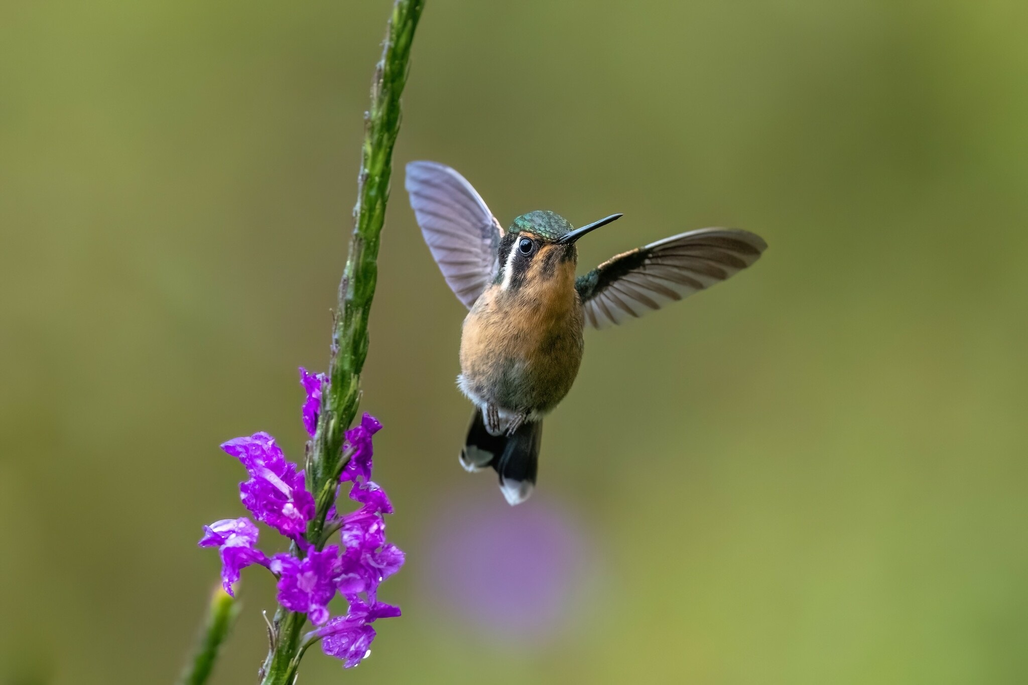 Lampornis calolaemus①Purple-throated Mountain-Gem②rawcomposition③CC⑤193337605