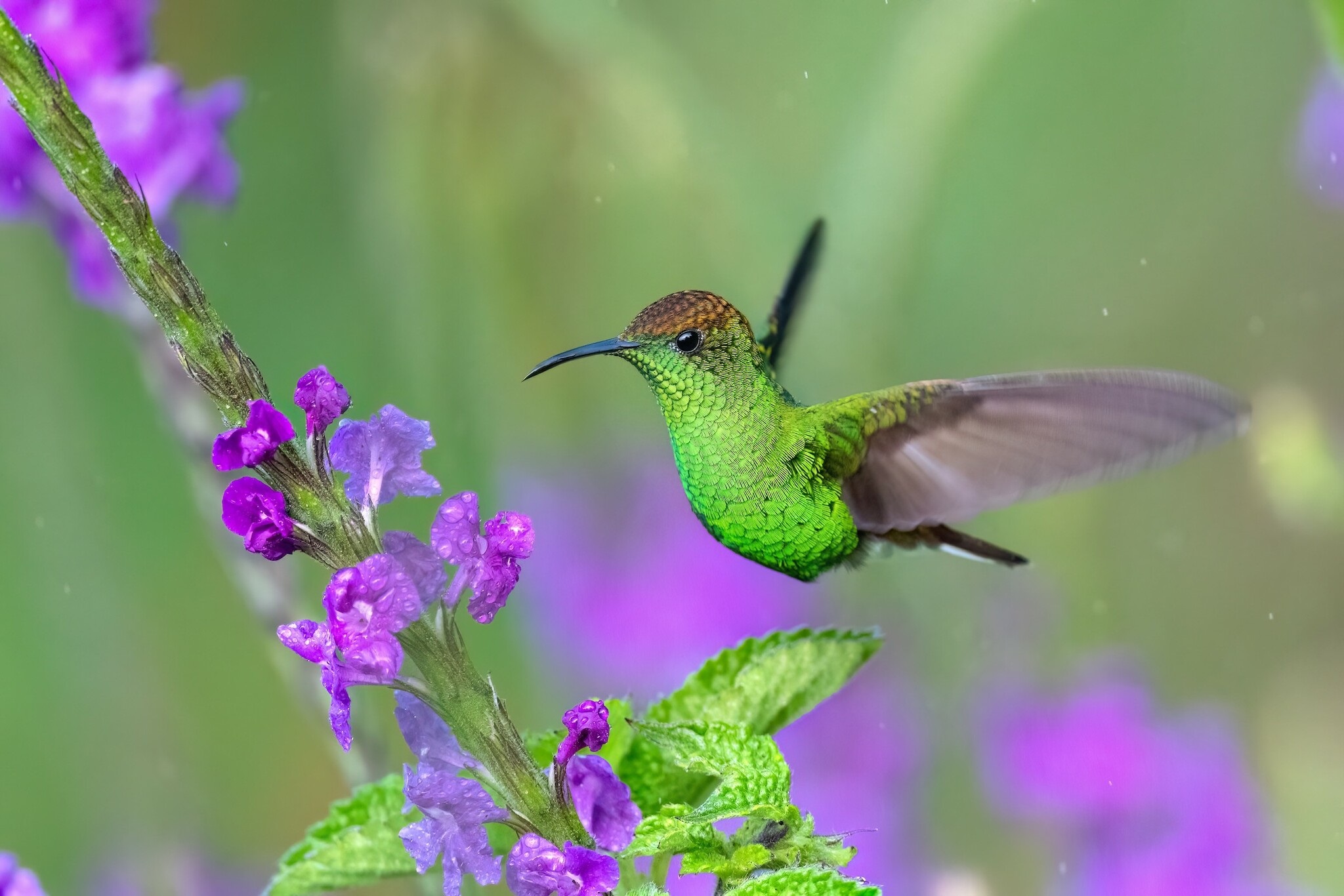 Microchera cupreiceps①Coppery-headed Emerald②rawcomposition③CC⑤193336938