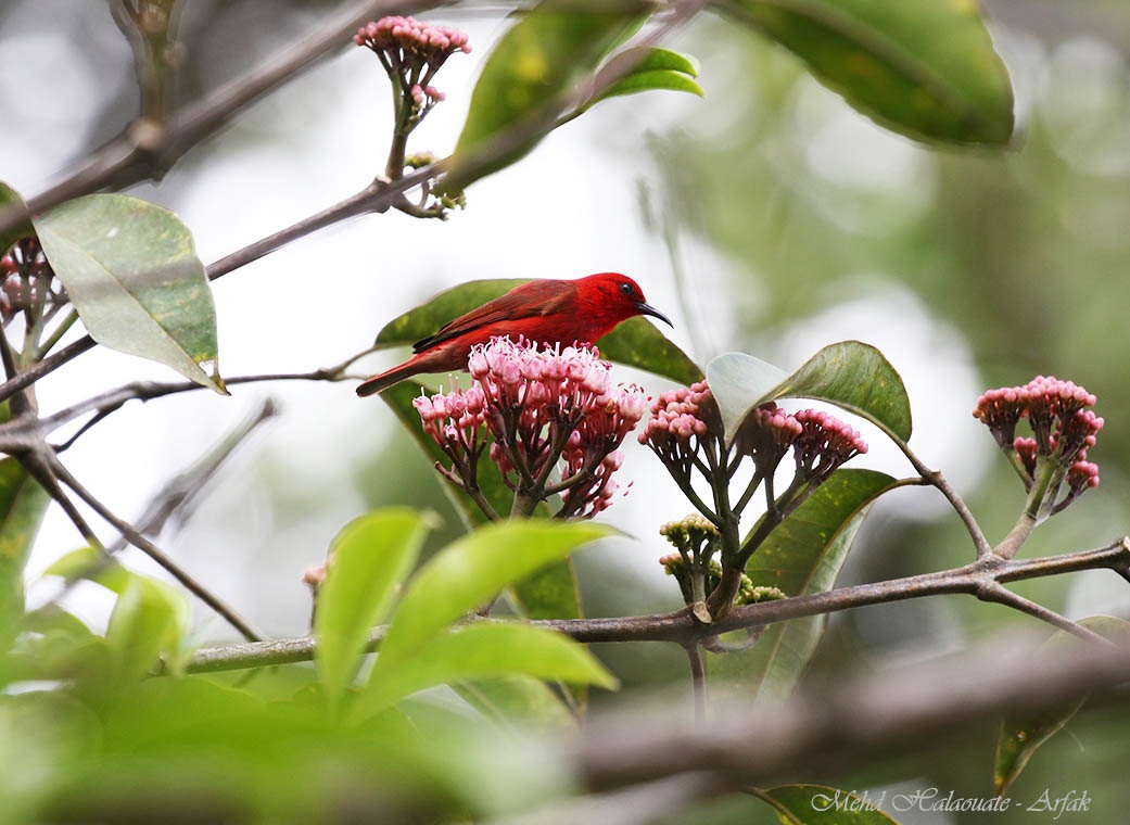 Myzomela cruentata①mehdh②Red Myzomela③NC⑤106110322