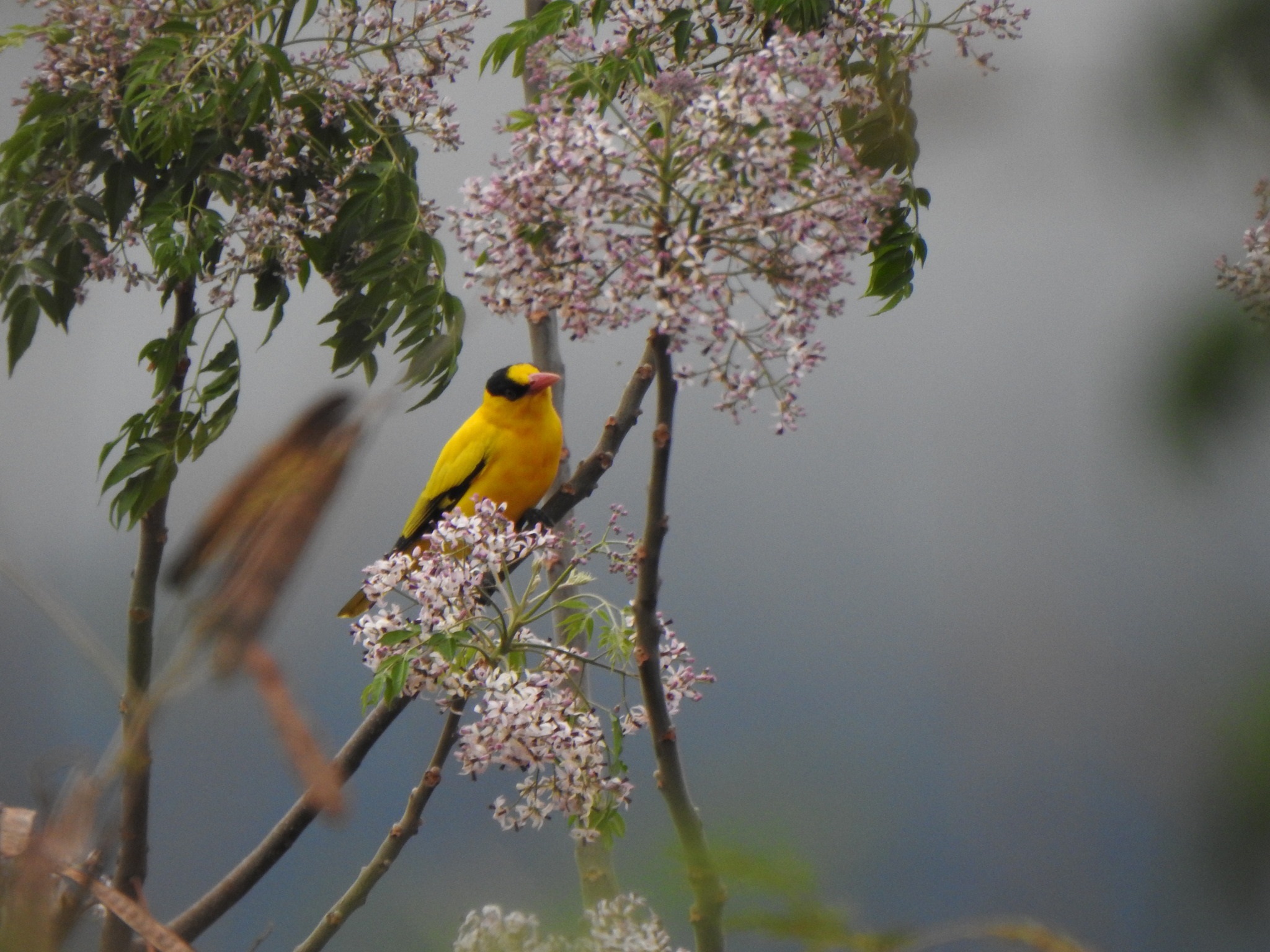 Oriolus chinensis①Black-naped Oriole②studentofhanedakouji③CC⑤152359740