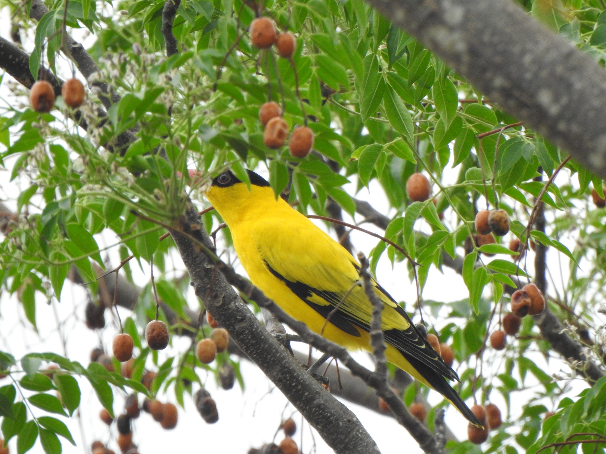 Oriolus chinensis①Black-naped Oriole②studentofhanedakouji③CC⑤152359740b