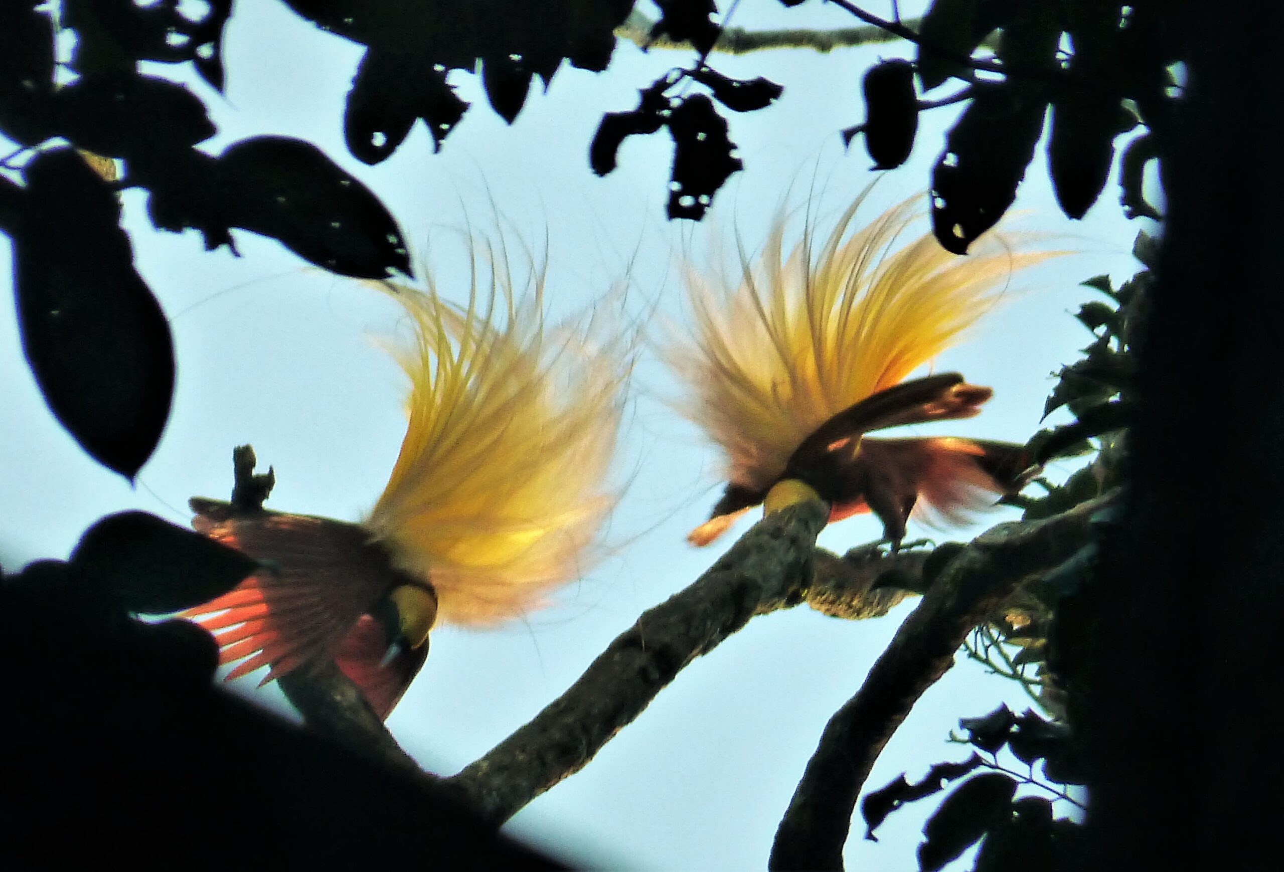 Paradisaea minor①Lesser Bird-of-Paradise②gailhampshire③BY⑤flickr48759784467