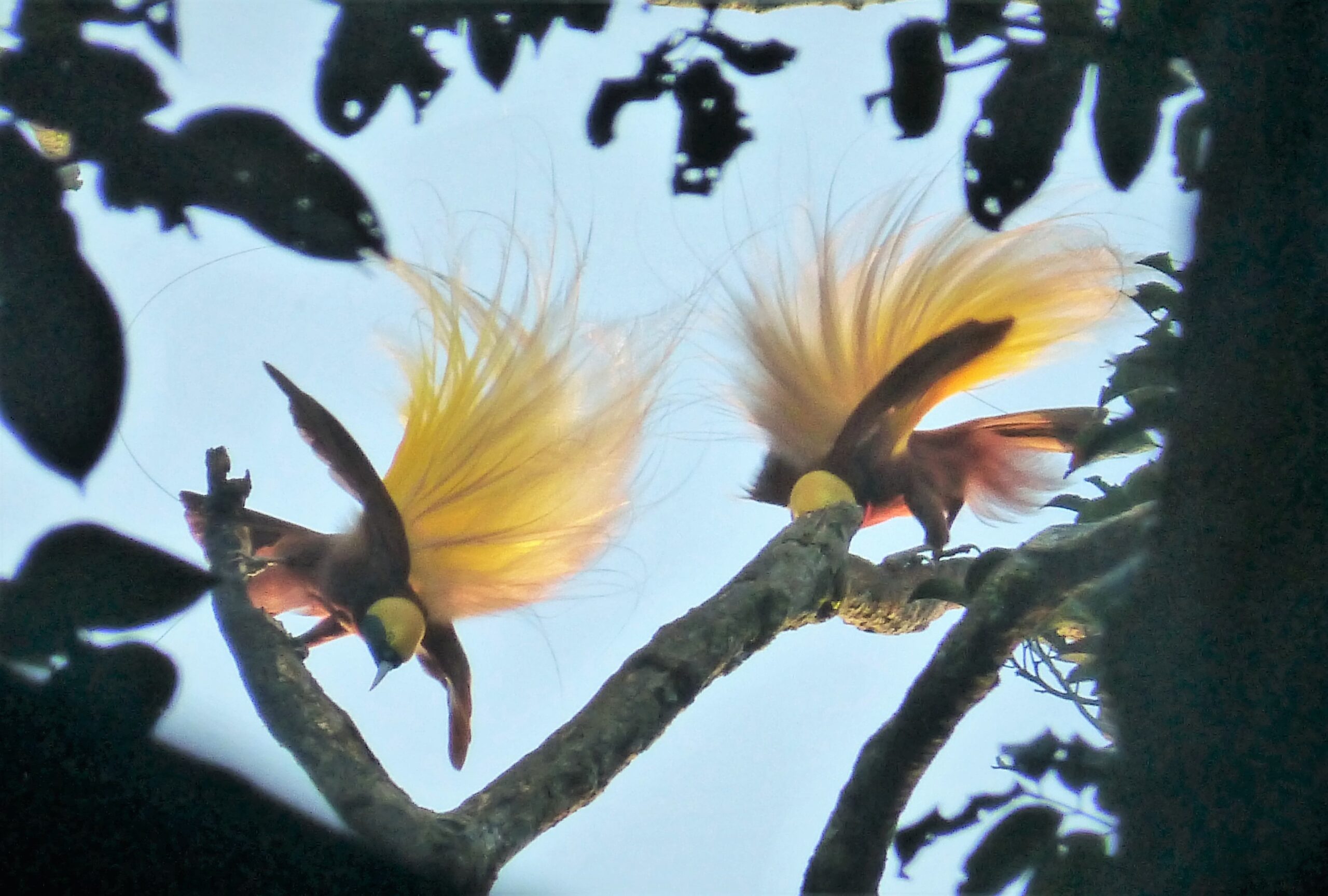 Paradisaea minor①Lesser Bird-of-Paradise②gailhampshire③BY⑤flickr48759785042