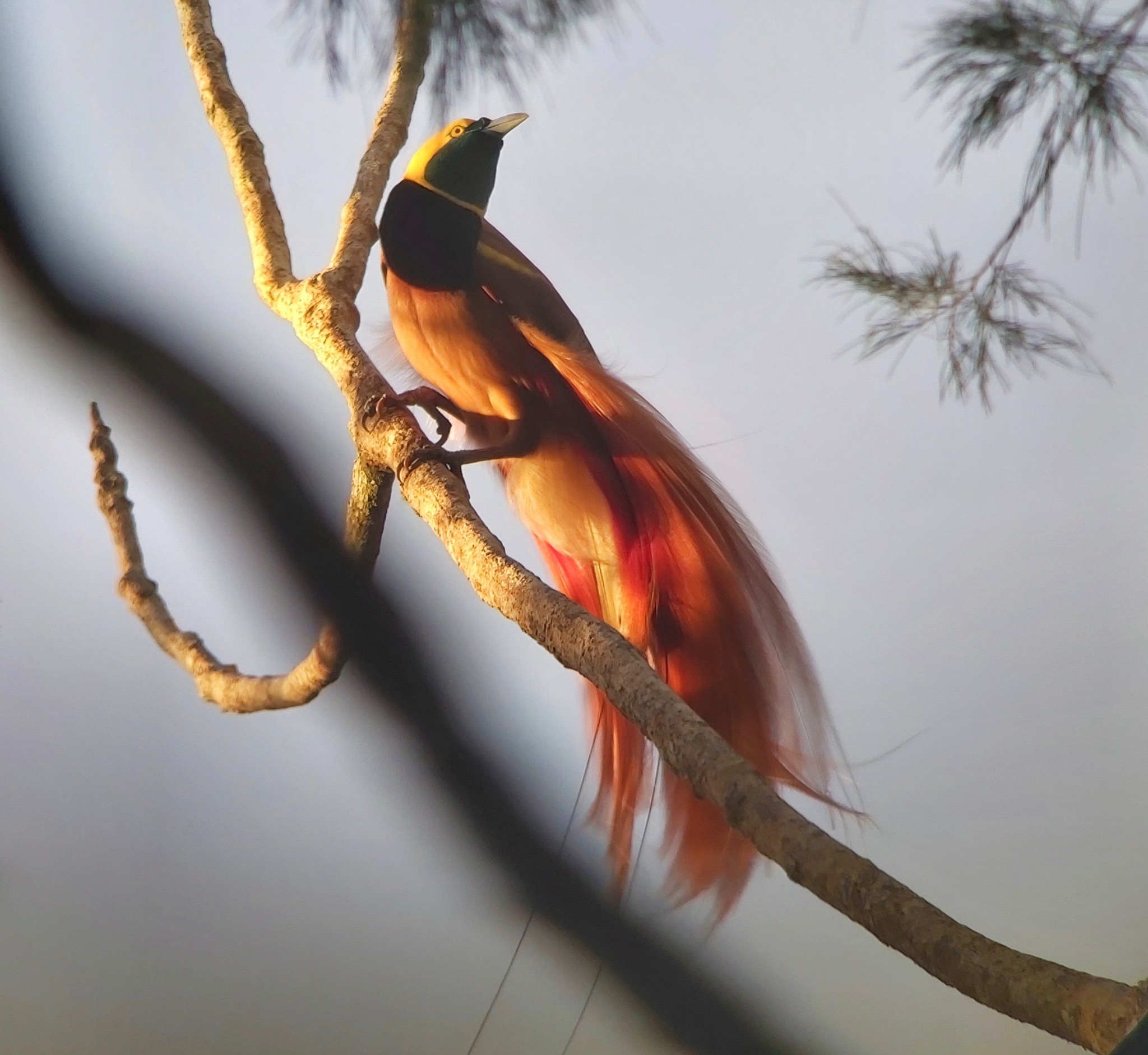 Paradisaea raggiana①Raggiana Bird-of-Paradise②vangaman③ND⑤49131077b