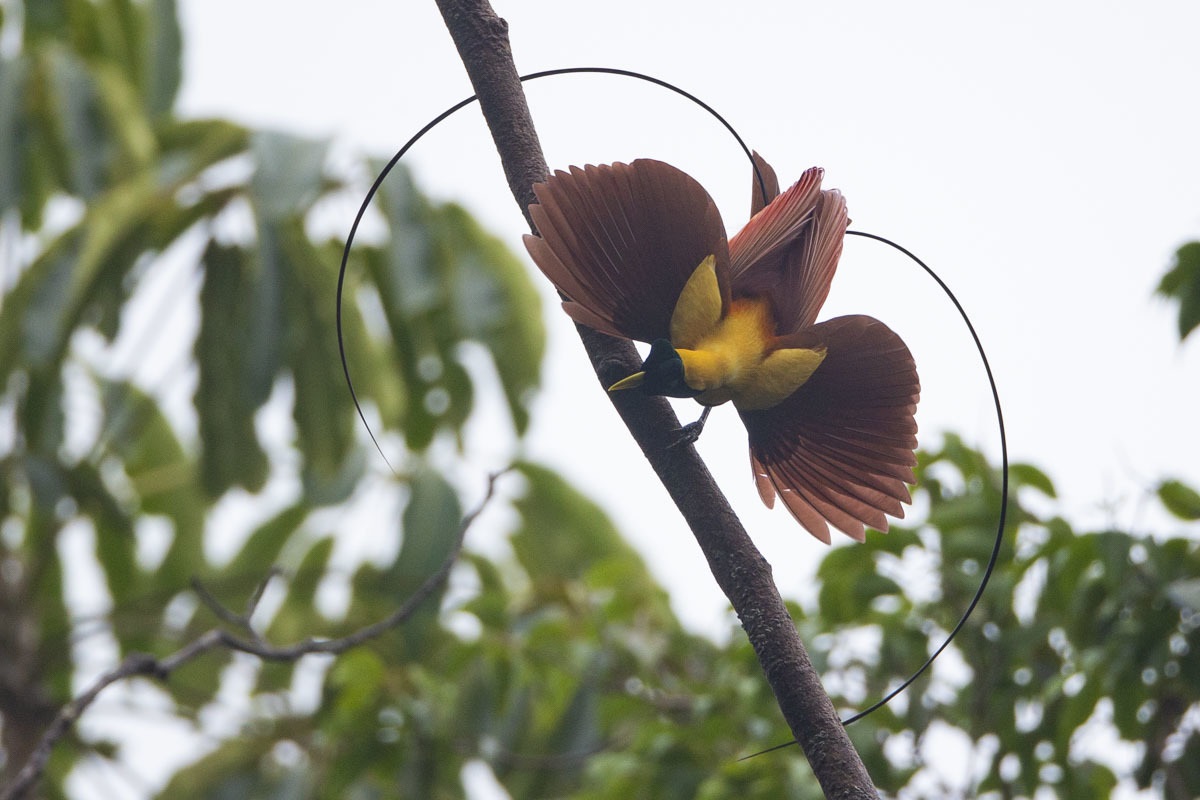 Paradisaea rubra①Red Bird-of-Paradise②bentsai③NC⑤37369447