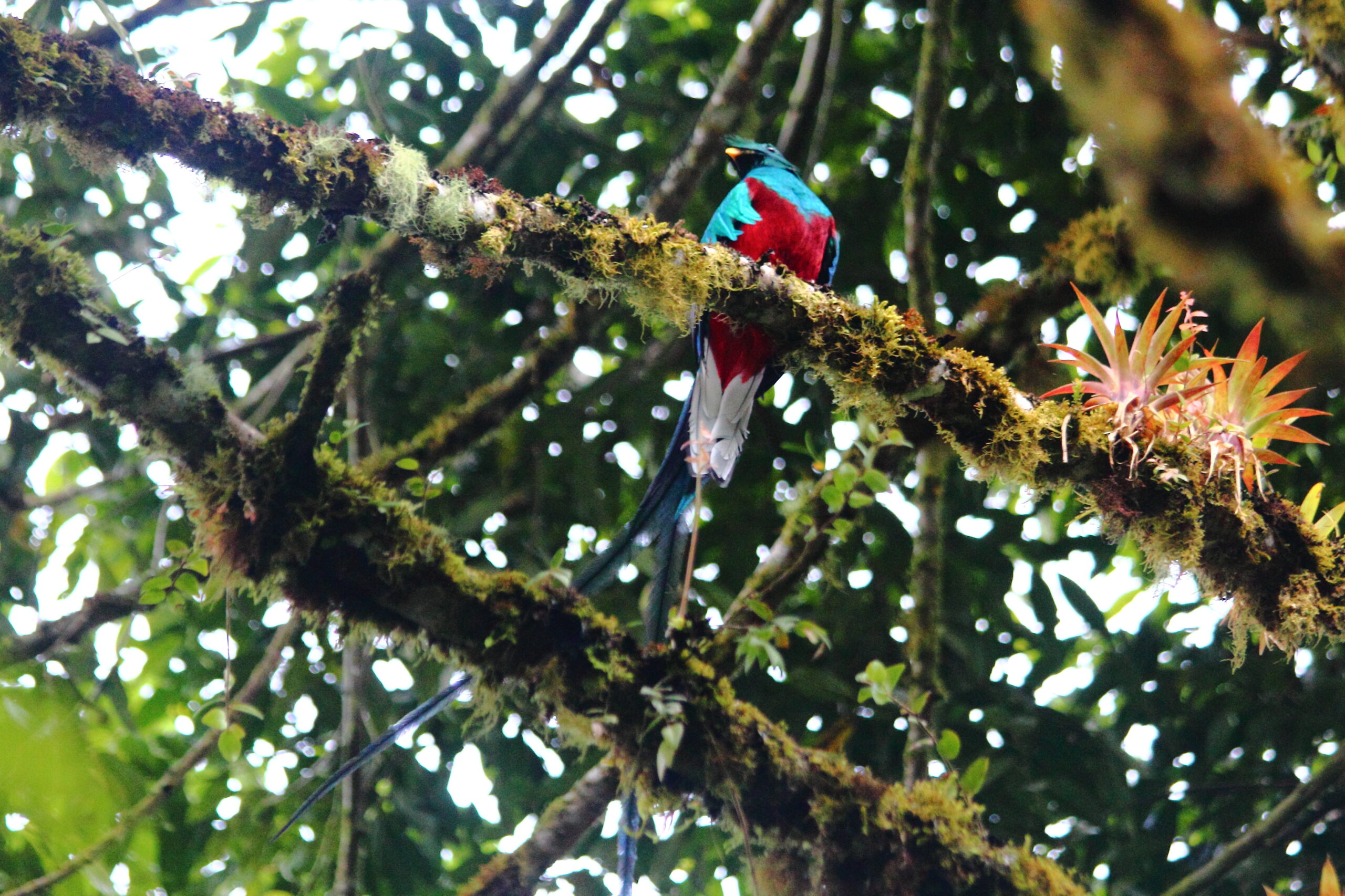 Pharomachrus mocinno①Resplendent Quetzal②ryanacandee③BY⑤flickr12805199935-42