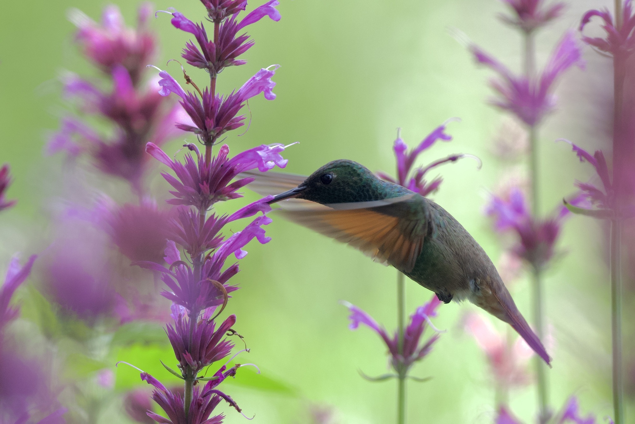 Saucerottia beryllina①Berylline Hummingbird②radrat③CC⑤182011087