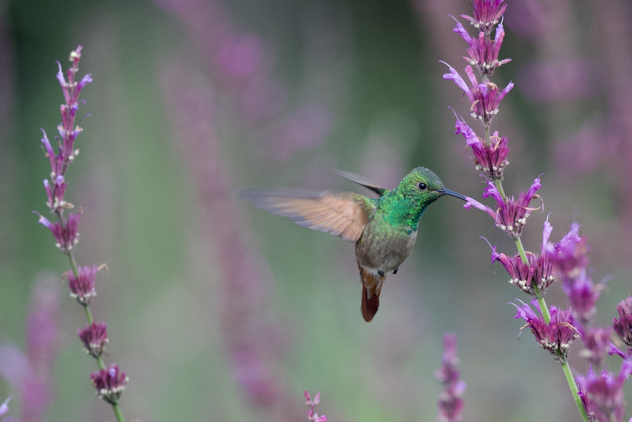 Saucerottia beryllina①Berylline Hummingbird②radrat③CC⑤182011099b