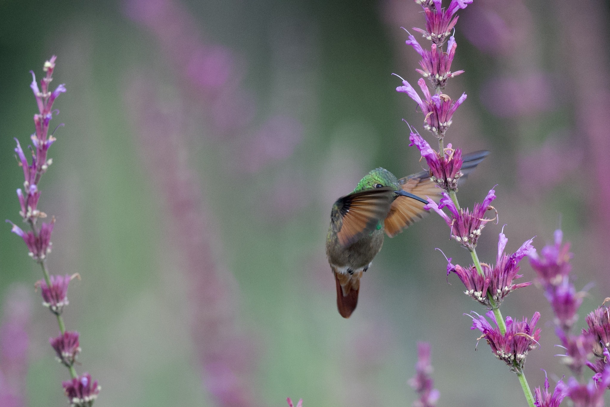 Saucerottia beryllina①Berylline Hummingbird②radrat③CC⑤182011099c