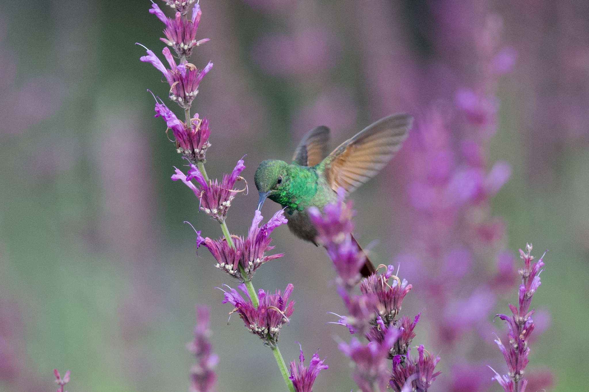 Saucerottia beryllina①Berylline Hummingbird②radrat③CC⑤182011099d