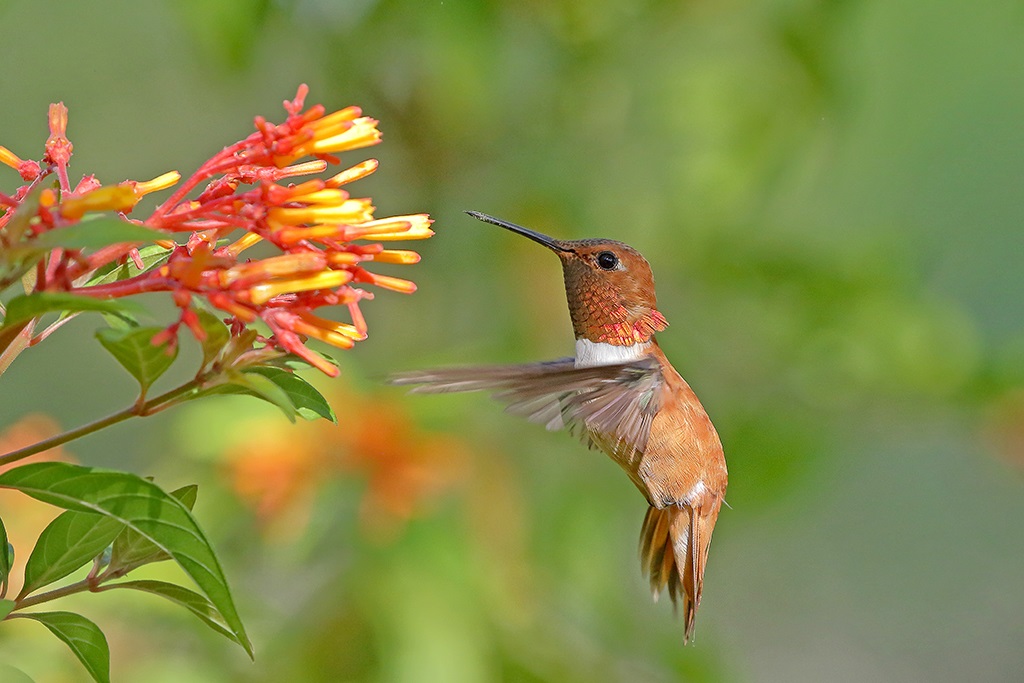 Selasphorus rufus①Rufous Hummingbird②dlamolinara③CC⑤34731441