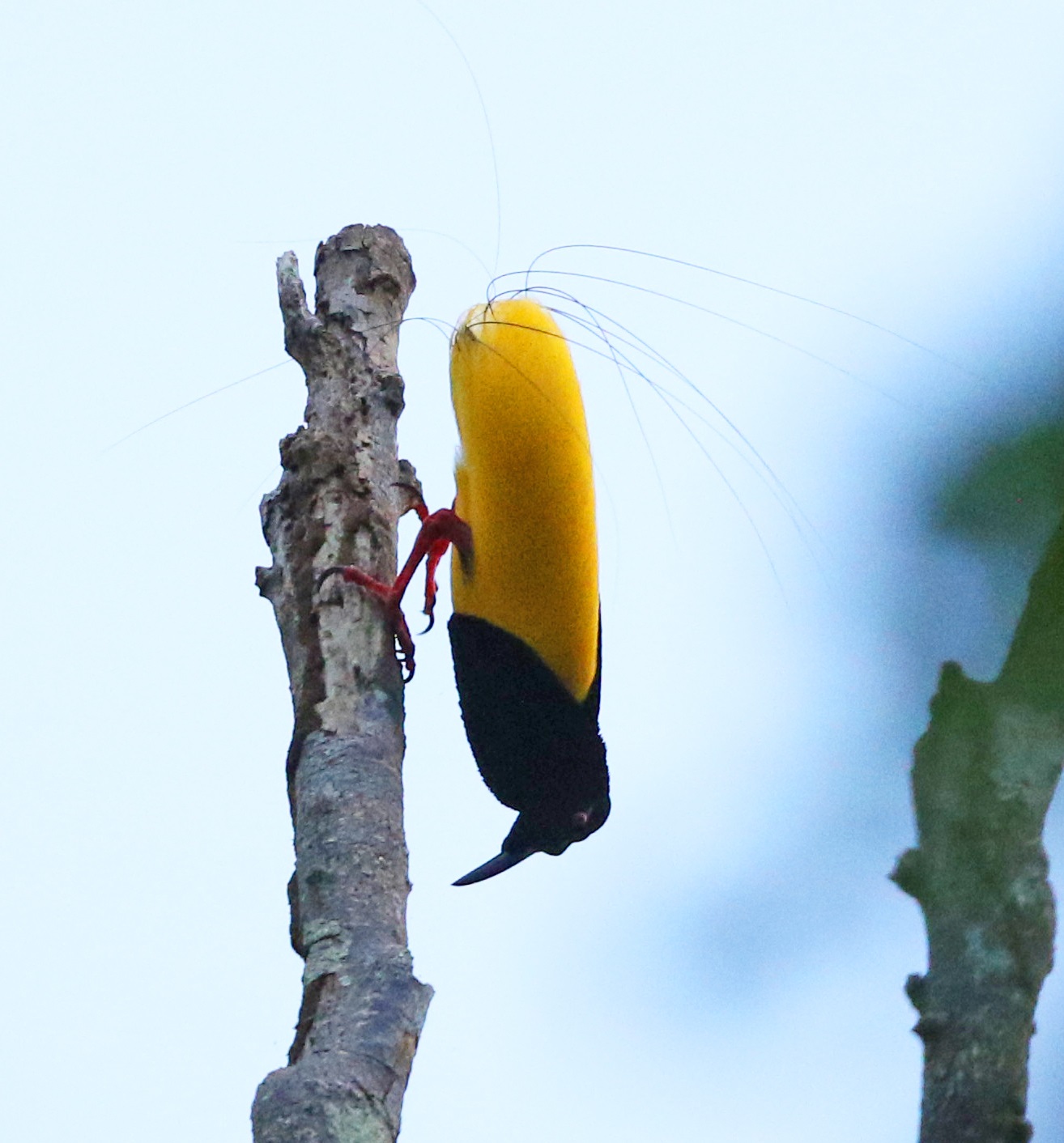 Seleucidis melanoleucus①Twelve-wired Bird-of-Paradise②guybroome③NC⑤145814517