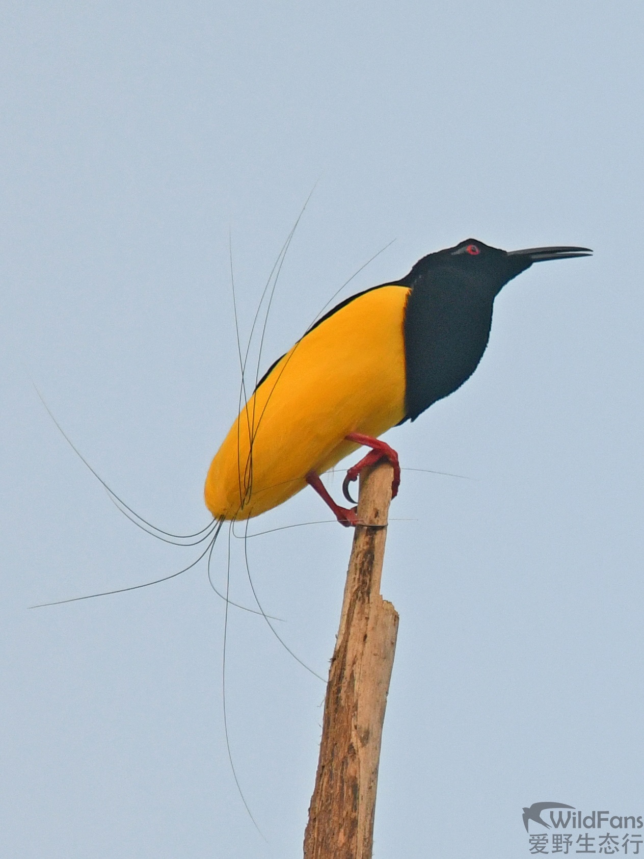 Seleucidis melanoleucus①Twelve-wired Bird-of-Paradise②shigui_huang③NC⑤165269564