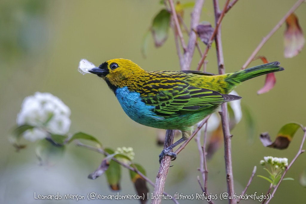 Tangara-cyanoventris_leonardomercon_103709229-10NC