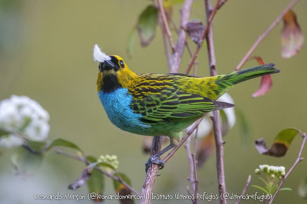 Tangara-cyanoventris_leonardomercon_103709229-b-10NC