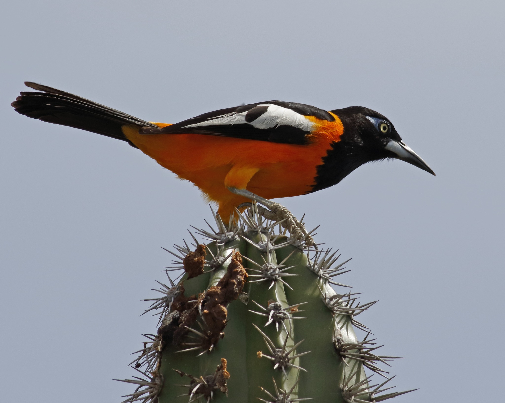 Icterus-icterus_Venezuelan-troupial_gmcycle_NC_188433226