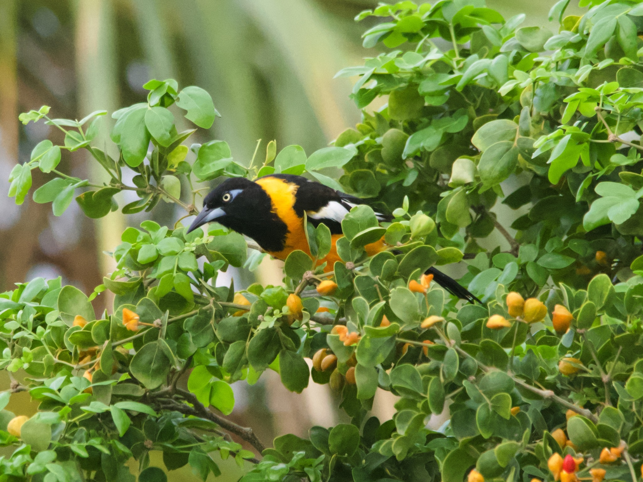 Icterus-icterus_Venezuelan-troupial_grasseat_NC_190832003