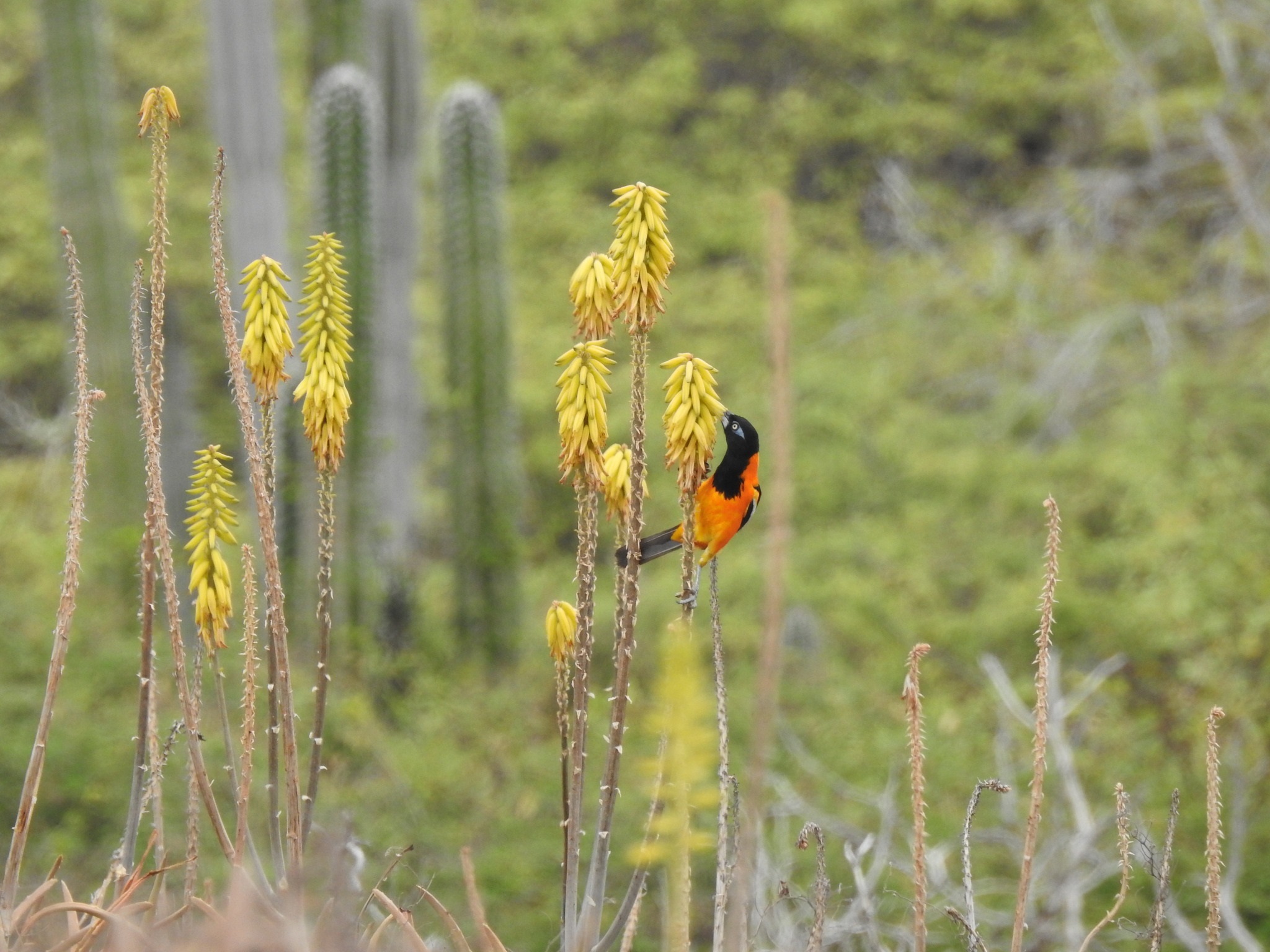 Icterus-icterus_Venezuelan-troupial_julieluluhall_NC_155380863