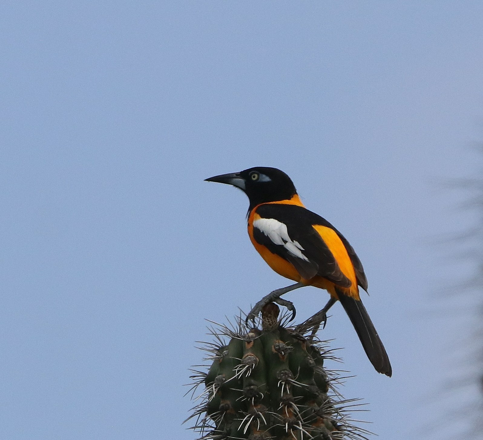 Icterus-icterus_Venezuelan-troupial_lkliewer_NC_202156056