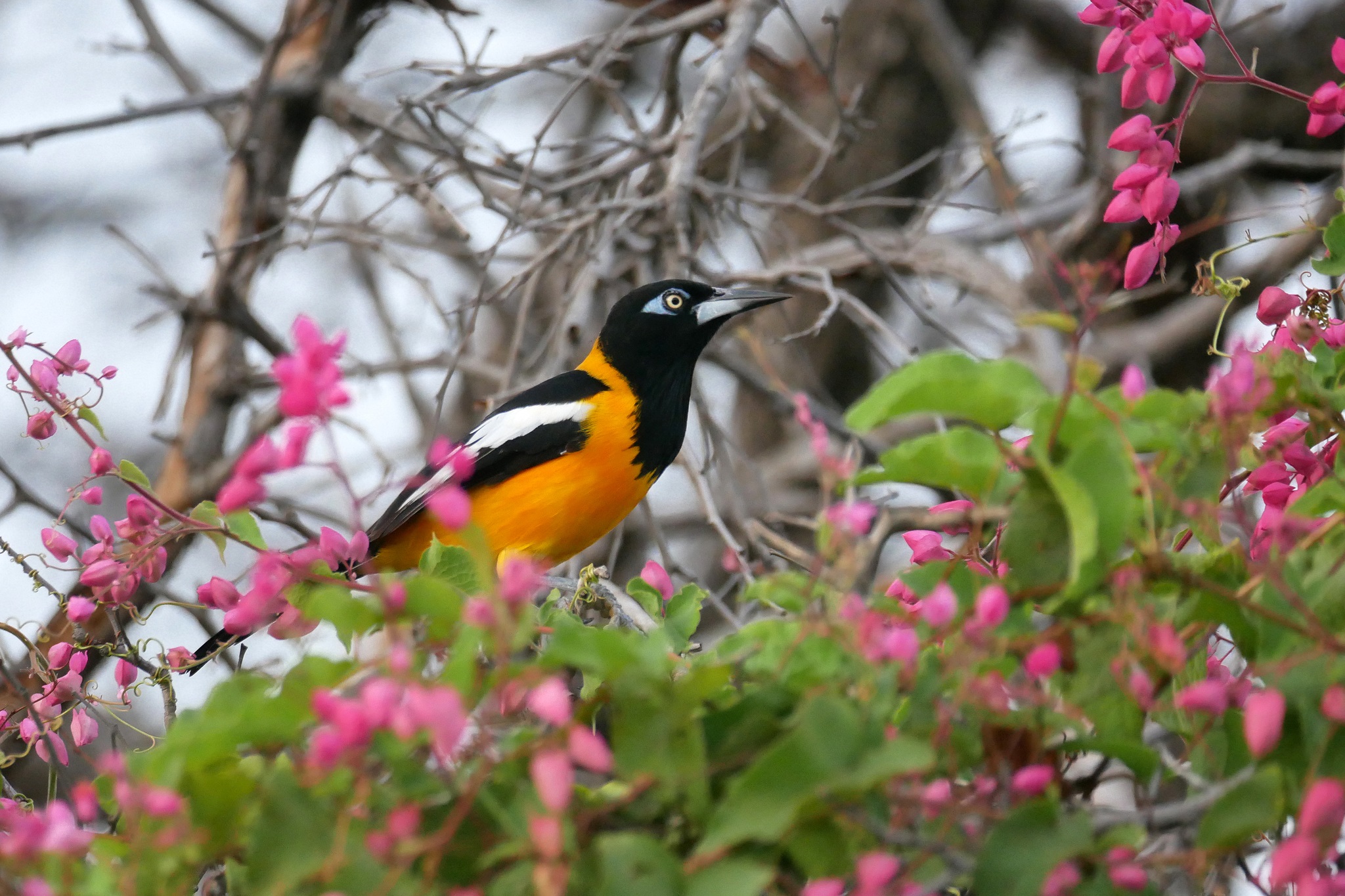 Icterus-icterus_Venezuelan-troupial_tomheijnen_NC_232173486