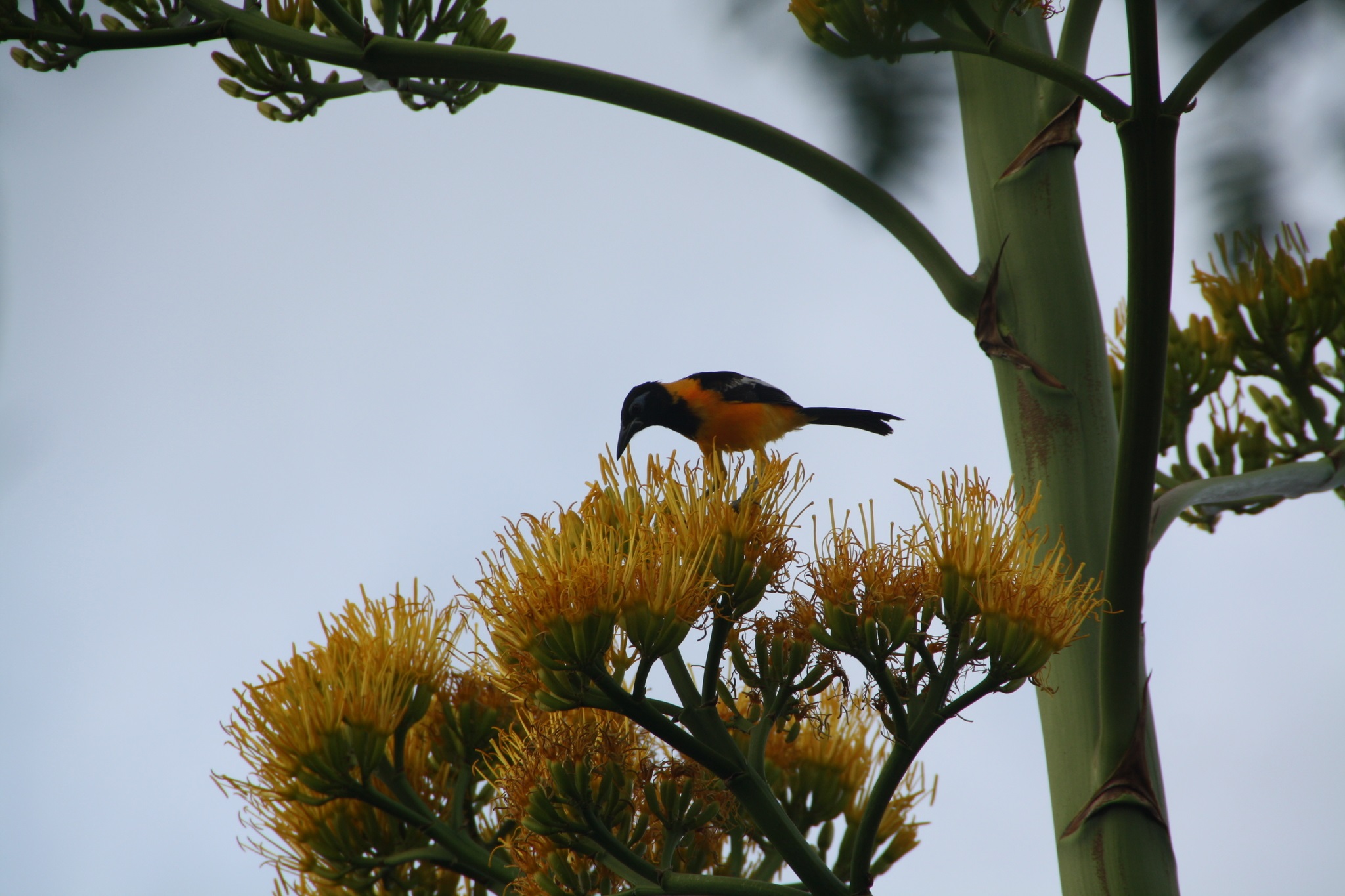 Icterus-icterus_Venezuelan-troupial_uwekozina_NC_106610073