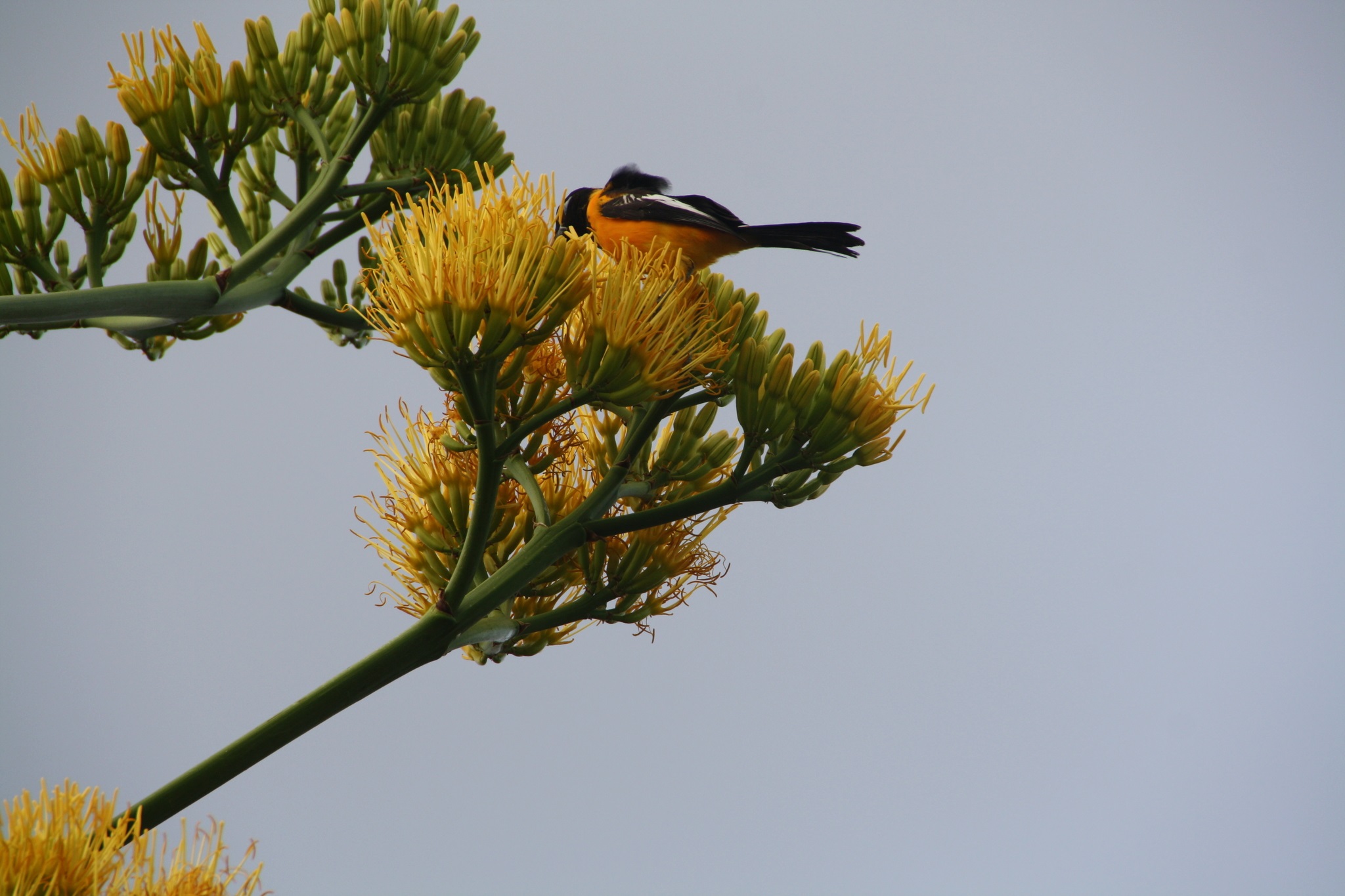 Icterus-icterus_Venezuelan-troupial_uwekozina_NC_106610073b