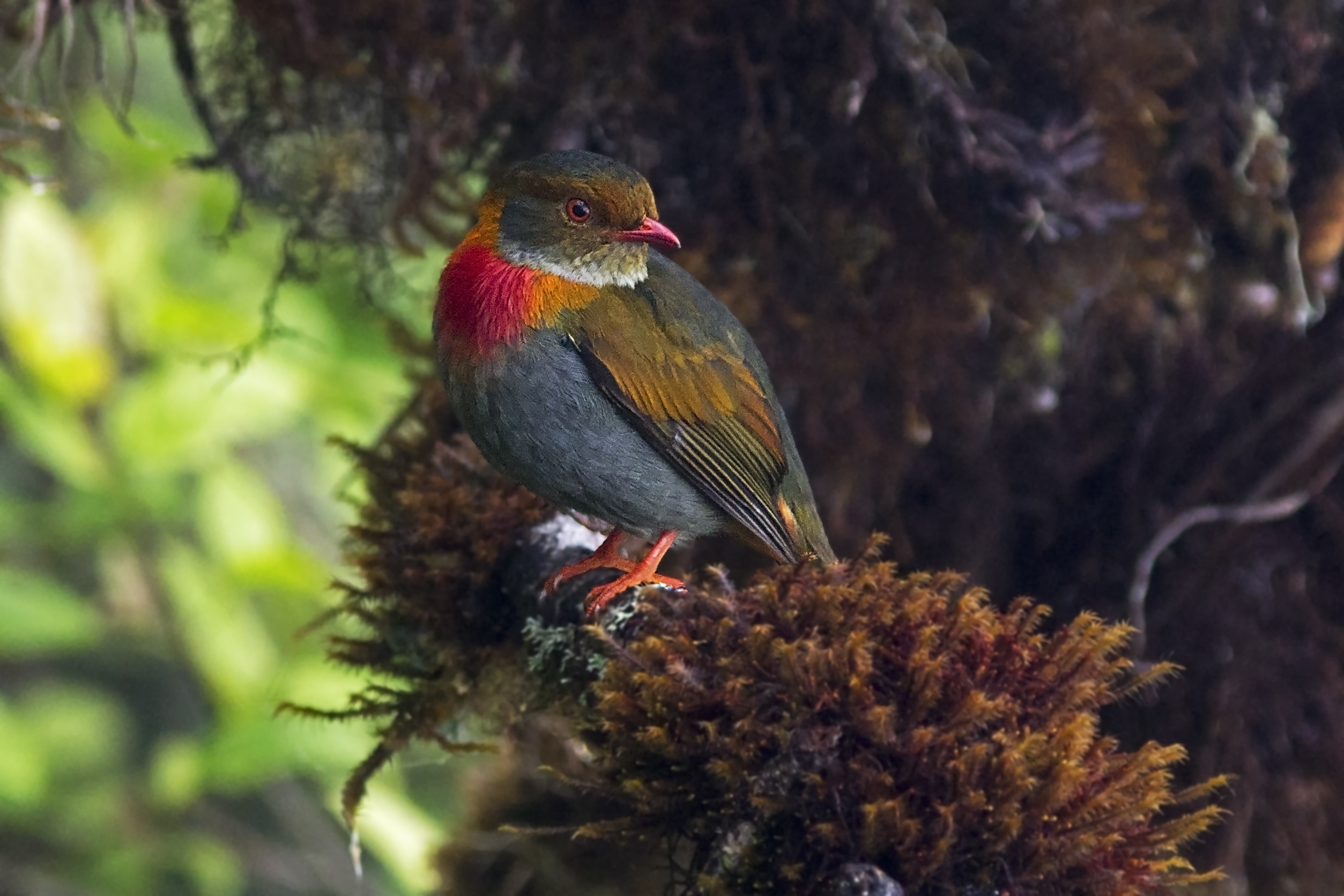 Pipreola-whitelyi_Red-banded-fruiteater_J.A.Jacomelli_SA_f7926