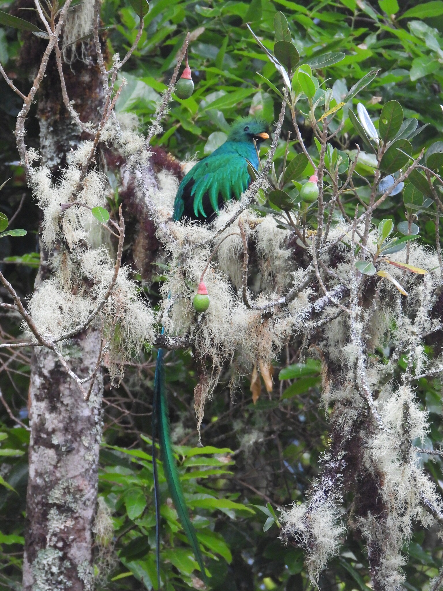 Resplendent-quetzal_Pharomachrus-mocinno_146246609_20BY