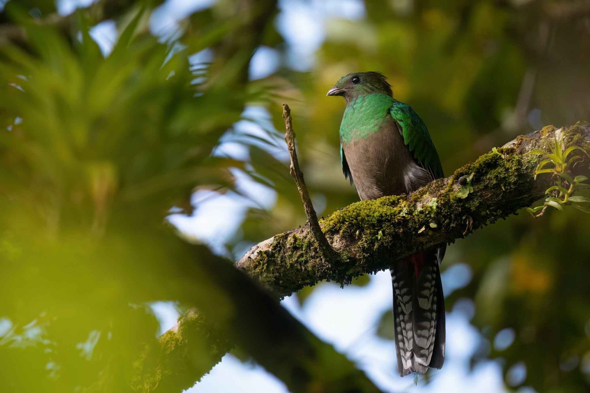 Resplendent-quetzal_Pharomachrus-mocinno_193337377_20PD