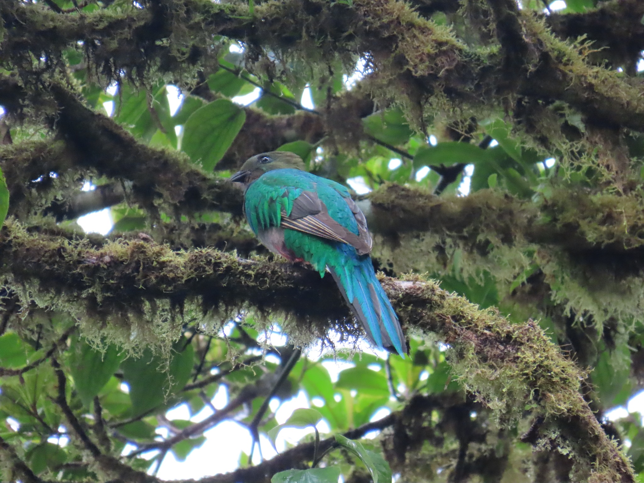 Resplendent-quetzal_Pharomachrus-mocinno_207059753_20PD